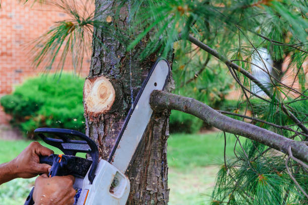 Best Hazardous Tree Removal  in USA